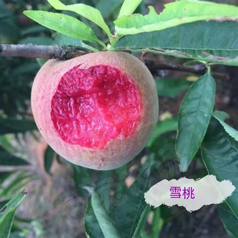 桃樹種植|【種桃樹】從核果到果香滿枝頭：親手種植桃樹的完整指南！